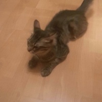 Tekir Kedi, Kedi  kompiş fotoğrafı