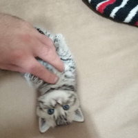 British Shorthair, Kedi  Duman fotoğrafı