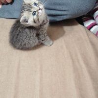 British Shorthair, Kedi  Duman fotoğrafı