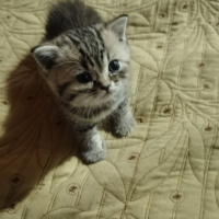 British Shorthair, Kedi  Duman fotoğrafı