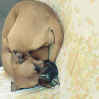 Boxer, Köpek  Ceku fotoğrafı