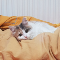 Tekir Kedi, Kedi  Mia fotoğrafı