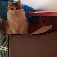 Tekir Kedi, Kedi  Mia fotoğrafı