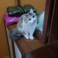 Tekir Kedi, Kedi  Mia fotoğrafı