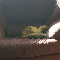 Tekir Kedi, Kedi  Mia fotoğrafı
