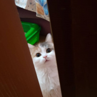 Tekir Kedi, Kedi  Mia fotoğrafı