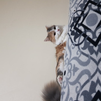 Tekir Kedi, Kedi  Mia fotoğrafı