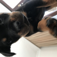 Rottweiler, Köpek  Raven fotoğrafı