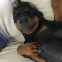 Rottweiler, Köpek  Raven fotoğrafı