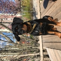 Rottweiler, Köpek  Raven fotoğrafı