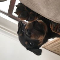 Rottweiler, Köpek  Raven fotoğrafı