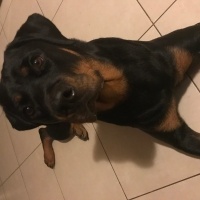 Rottweiler, Köpek  Raven fotoğrafı