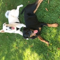 Rottweiler, Köpek  Raven fotoğrafı