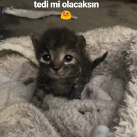 Tekir Kedi, Kedi  Bal fotoğrafı