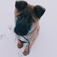 Belçika Malinois, Köpek  Nick fotoğrafı