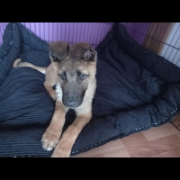 Belçika Malinois, Köpek  Nick fotoğrafı