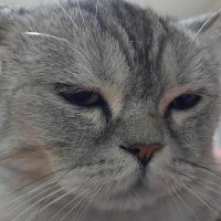 British Shorthair, Kedi  Cafer fotoğrafı