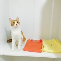 Tekir Kedi, Kedi  Betty fotoğrafı