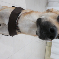 Sokö (Sokak Köpeği), Köpek  Archi fotoğrafı