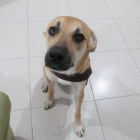 Sokö (Sokak Köpeği), Köpek  Archi fotoğrafı