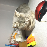 British Shorthair, Kedi  smoki fotoğrafı