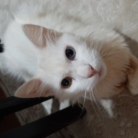 Van Kedisi, Kedi  Mia fotoğrafı