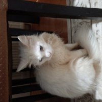 Van Kedisi, Kedi  Mia fotoğrafı