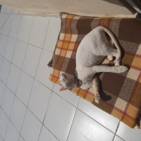 Van Kedisi, Kedi  Mia fotoğrafı