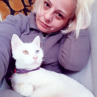 Van Kedisi, Kedi  Mia fotoğrafı