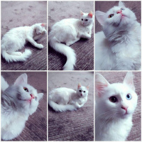Van Kedisi, Kedi  Mia fotoğrafı