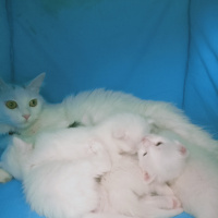 Van Kedisi, Kedi  Zarife fotoğrafı