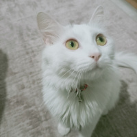 Van Kedisi, Kedi  Zarife fotoğrafı