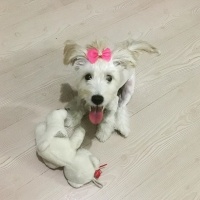 Maltese, Köpek  Muf fotoğrafı