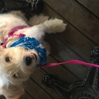 Maltese, Köpek  Muf fotoğrafı