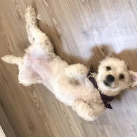 Maltese, Köpek  Muf fotoğrafı