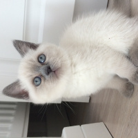 British Shorthair, Kedi  Mavi fotoğrafı