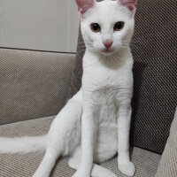 Ankara Kedisi, Kedi  Sirius fotoğrafı