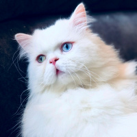 İran Kedisi (Persian), Kedi  Behlül fotoğrafı