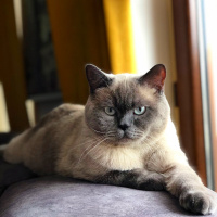 British Shorthair, Kedi  Gece fotoğrafı