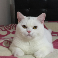 British Shorthair, Kedi  Phoebo fotoğrafı