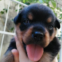 Rottweiler, Köpek  Pablo fotoğrafı