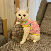 British Shorthair, Kedi  Mia fotoğrafı