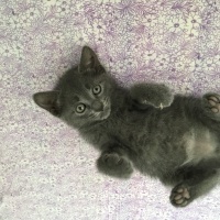 Scottish Fold, Kedi  Zuzu fotoğrafı