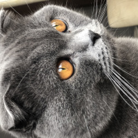 Scottish Fold, Kedi  Picasso fotoğrafı
