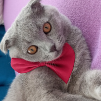 Scottish Fold, Kedi  Nefes fotoğrafı