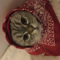 British Shorthair, Kedi  Bihter fotoğrafı