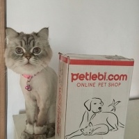 British Shorthair, Kedi  Bihter fotoğrafı