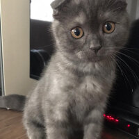 Scottish Fold, Kedi  Duman fotoğrafı