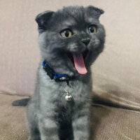 Scottish Fold, Kedi  Duman fotoğrafı