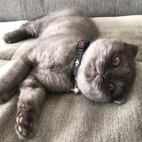 Scottish Fold, Kedi  Duman fotoğrafı